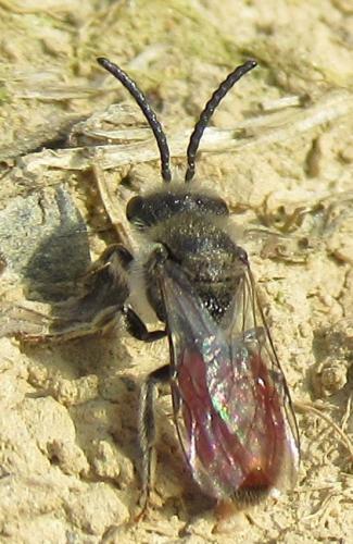Sphecodes sp.